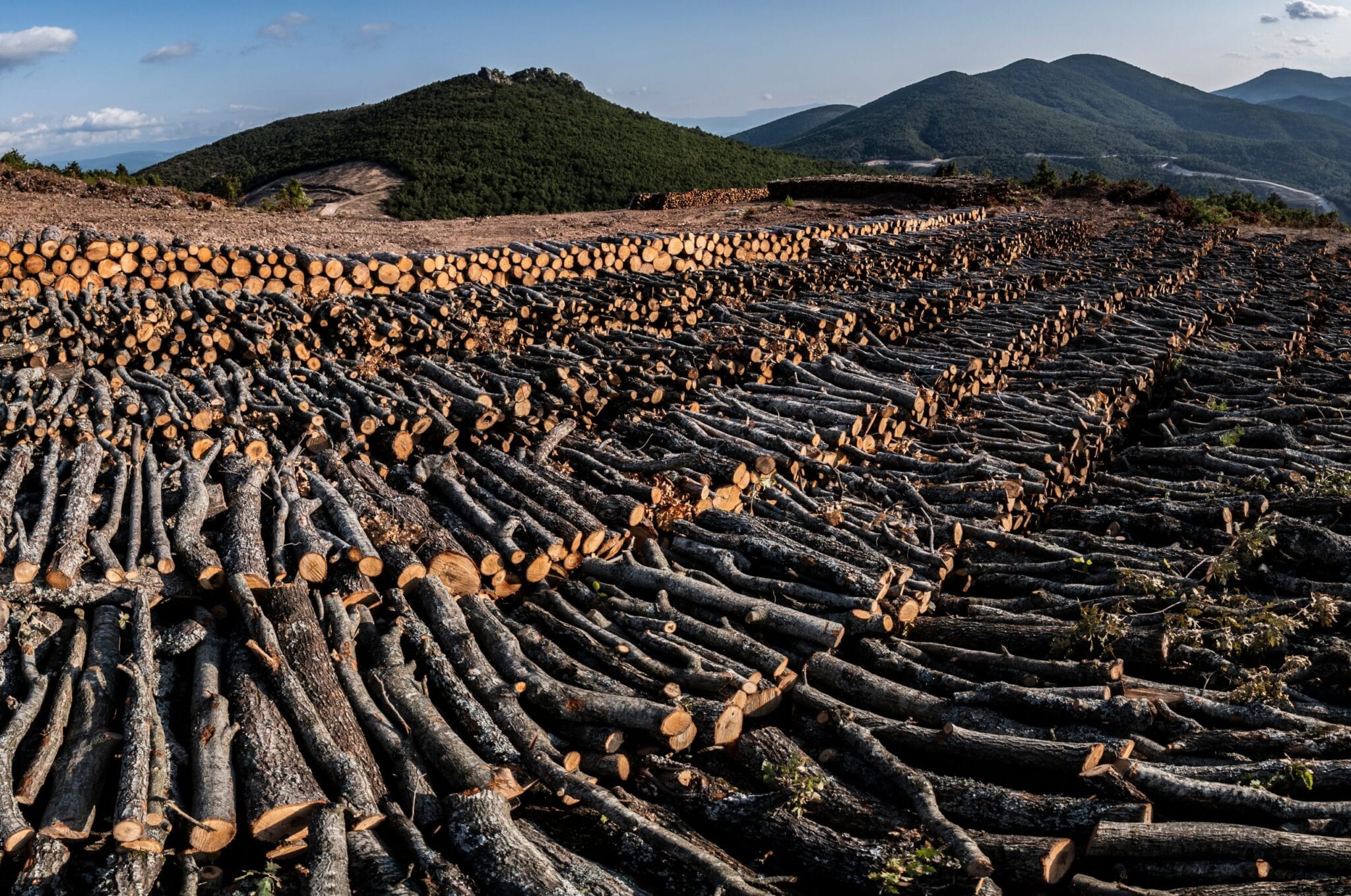 deforestation wylesianie cop26