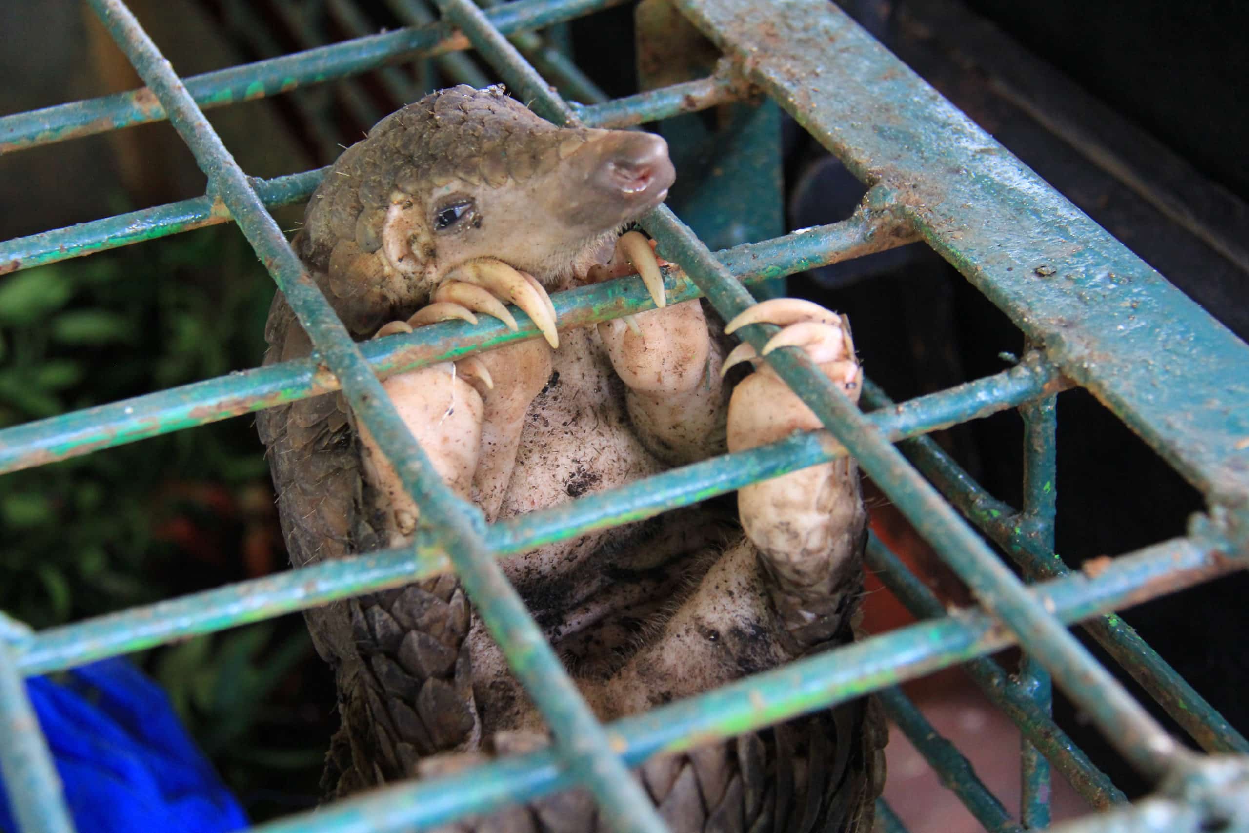 pangolin łuskowiec