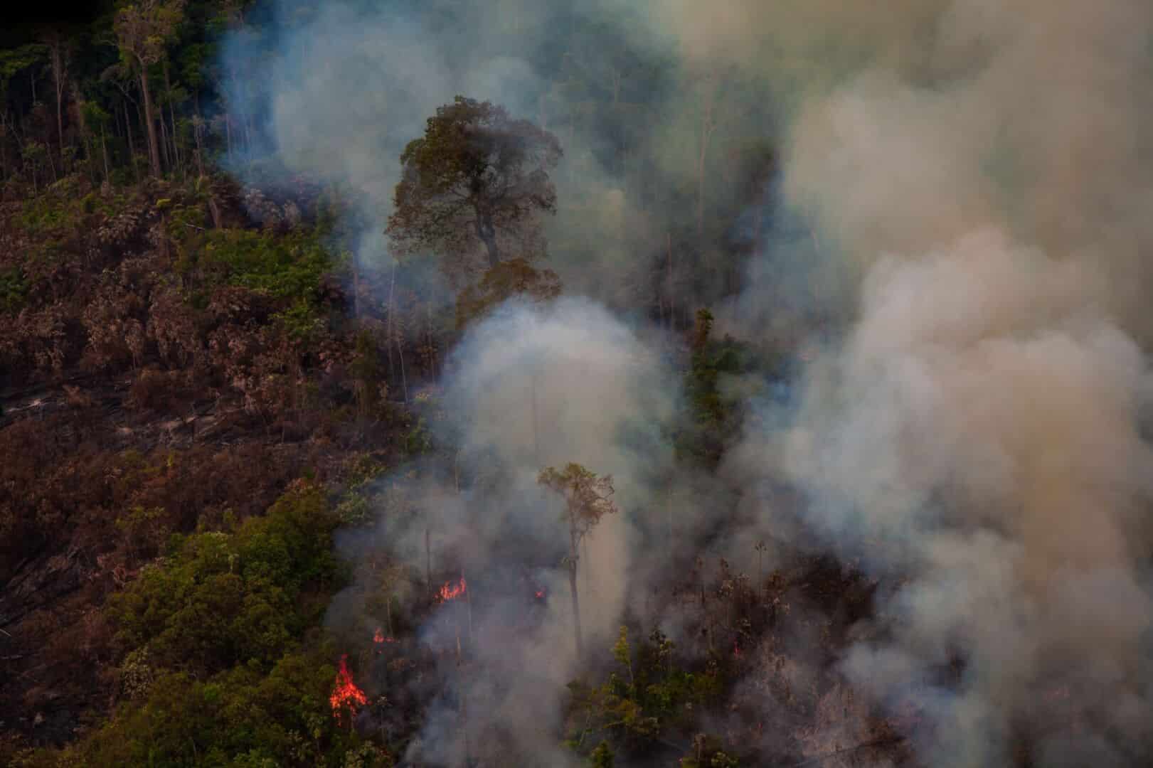 Amazonia pożar|Krowy Amazonia