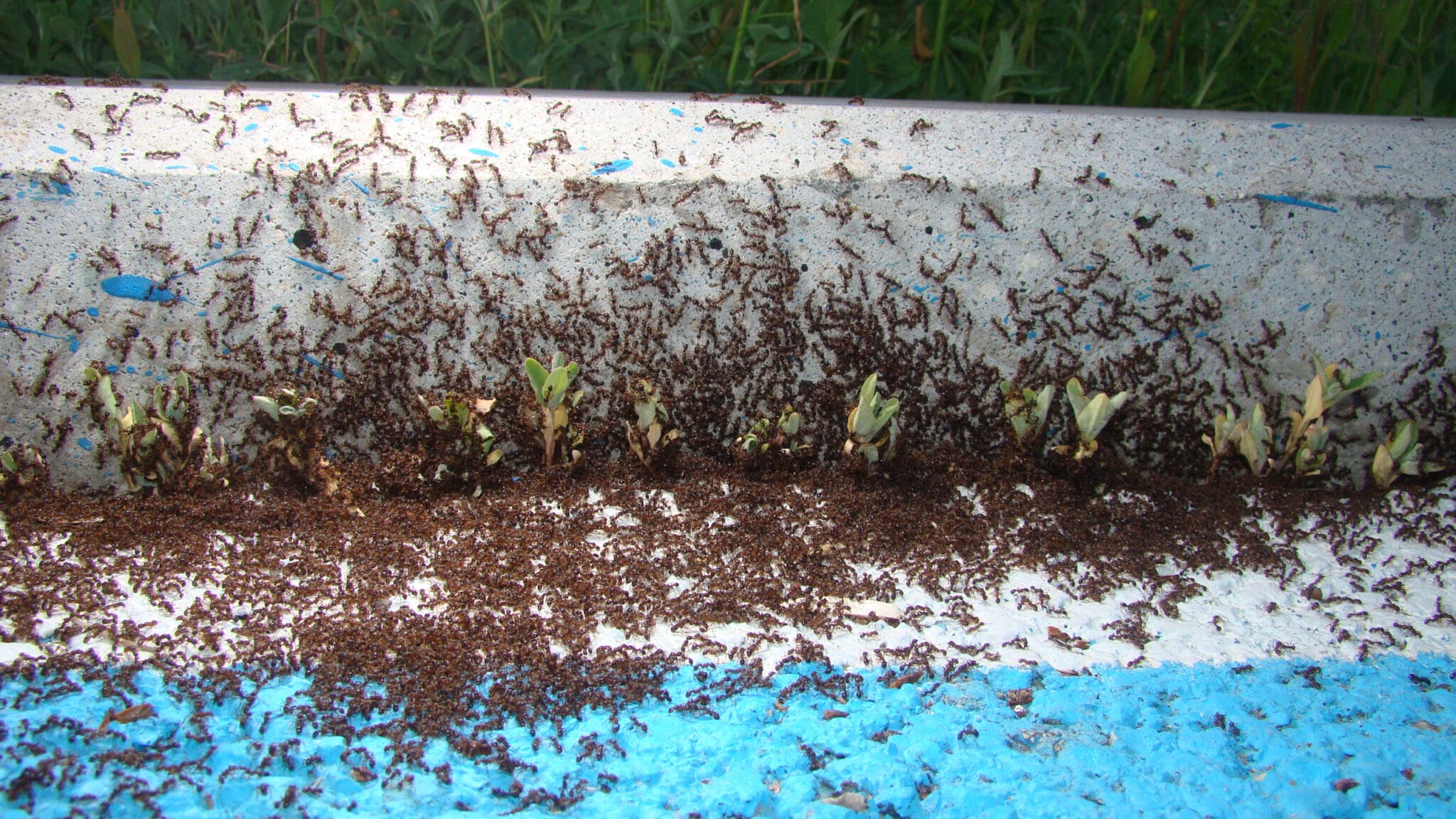 mrówki chodnik