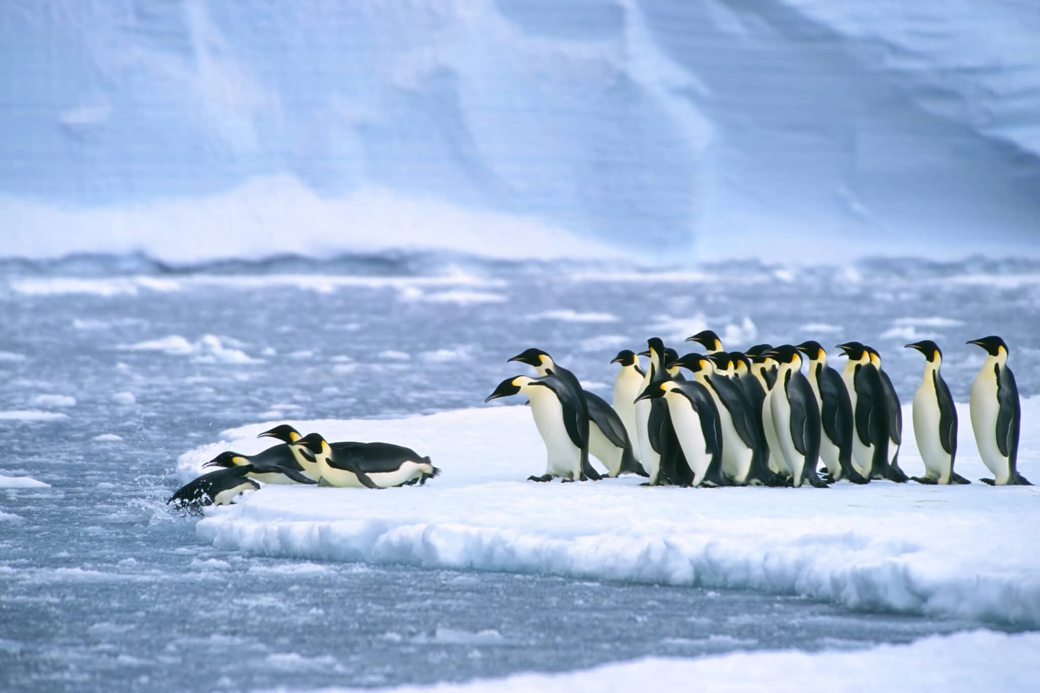 pingwiny cesarskie||pingwin cesarski