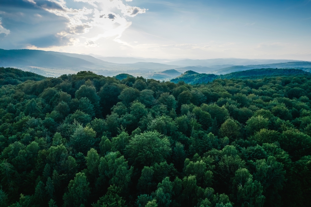 Drzewa kaszlą przez zmiany klimatu||