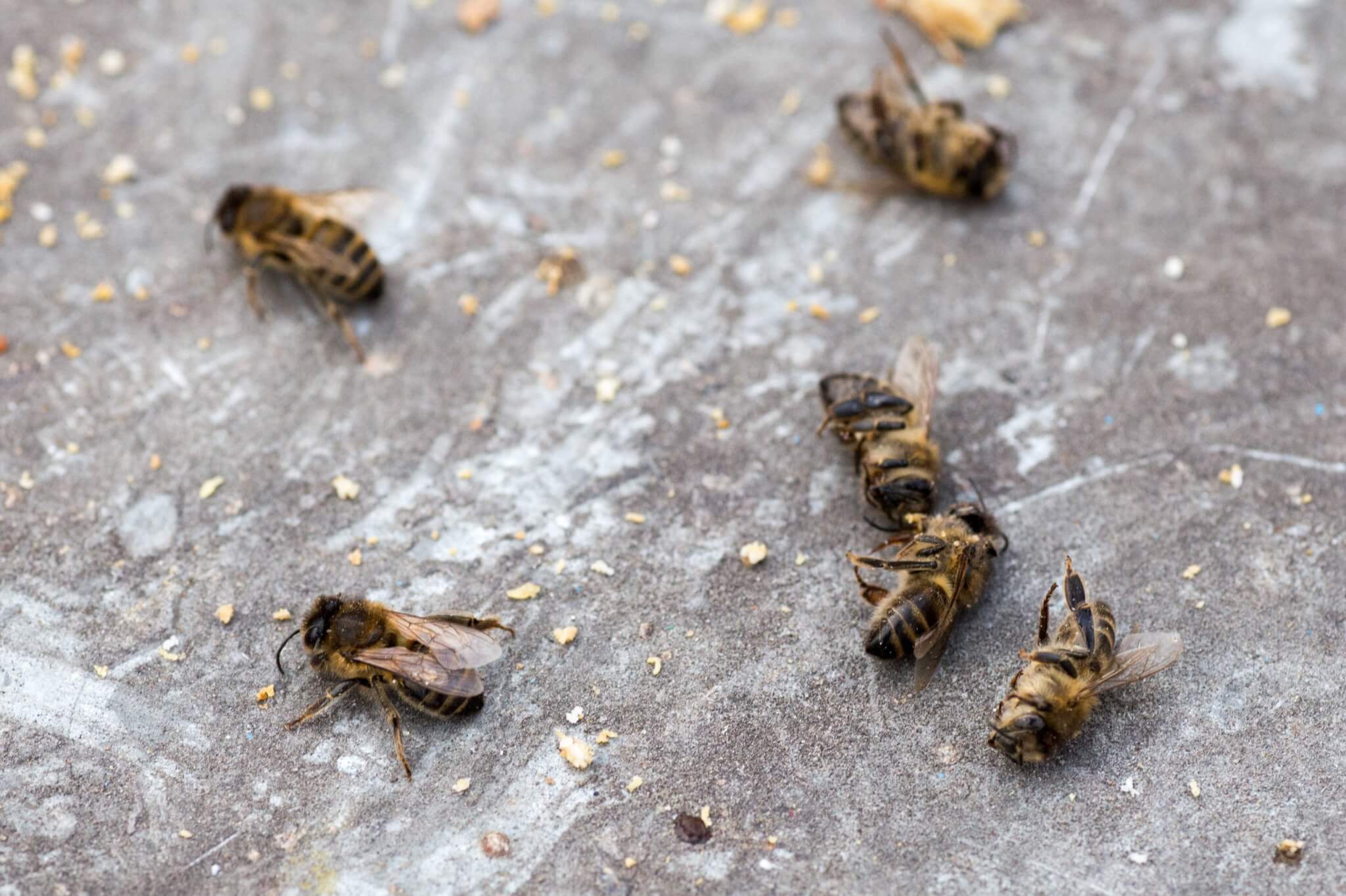 pszczoły pestycydy ardanowski