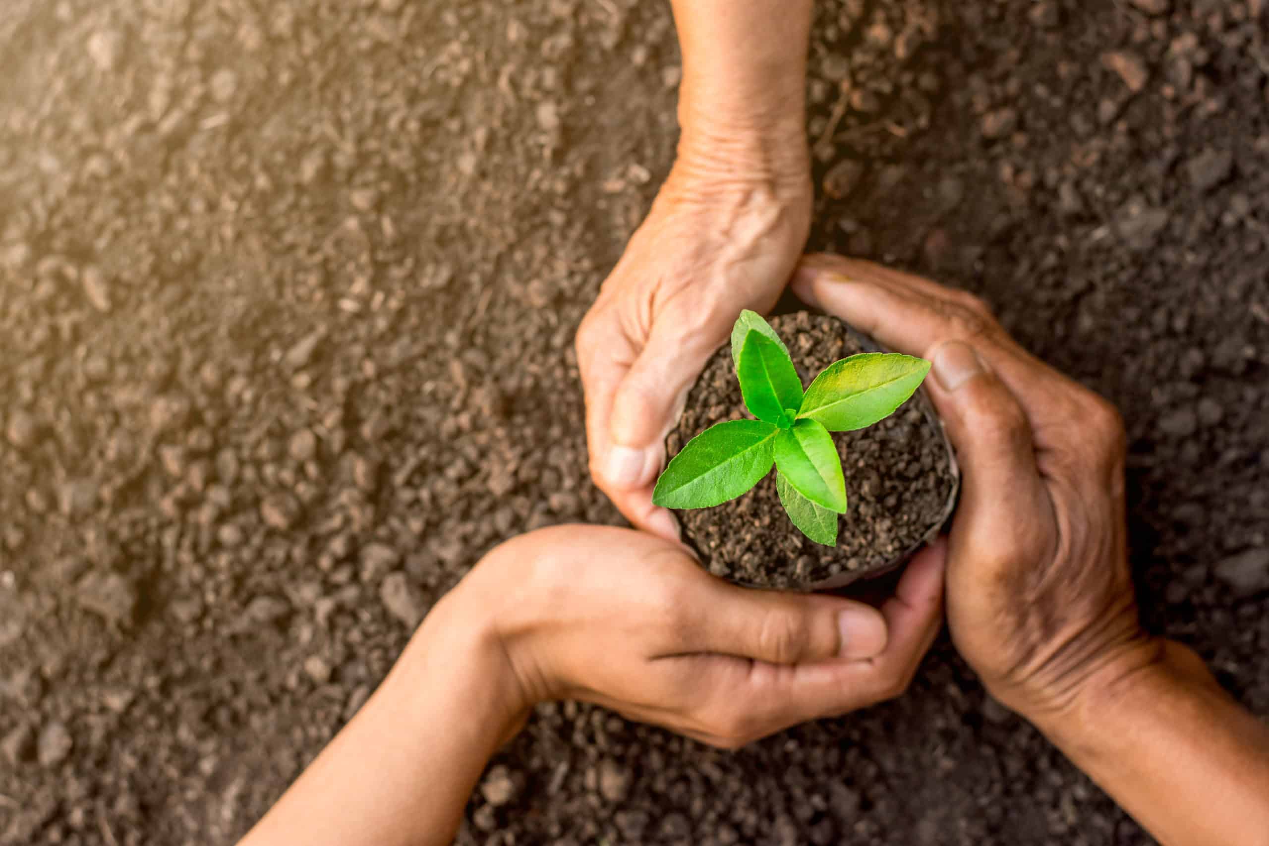 laudato si|Papież Franciszek