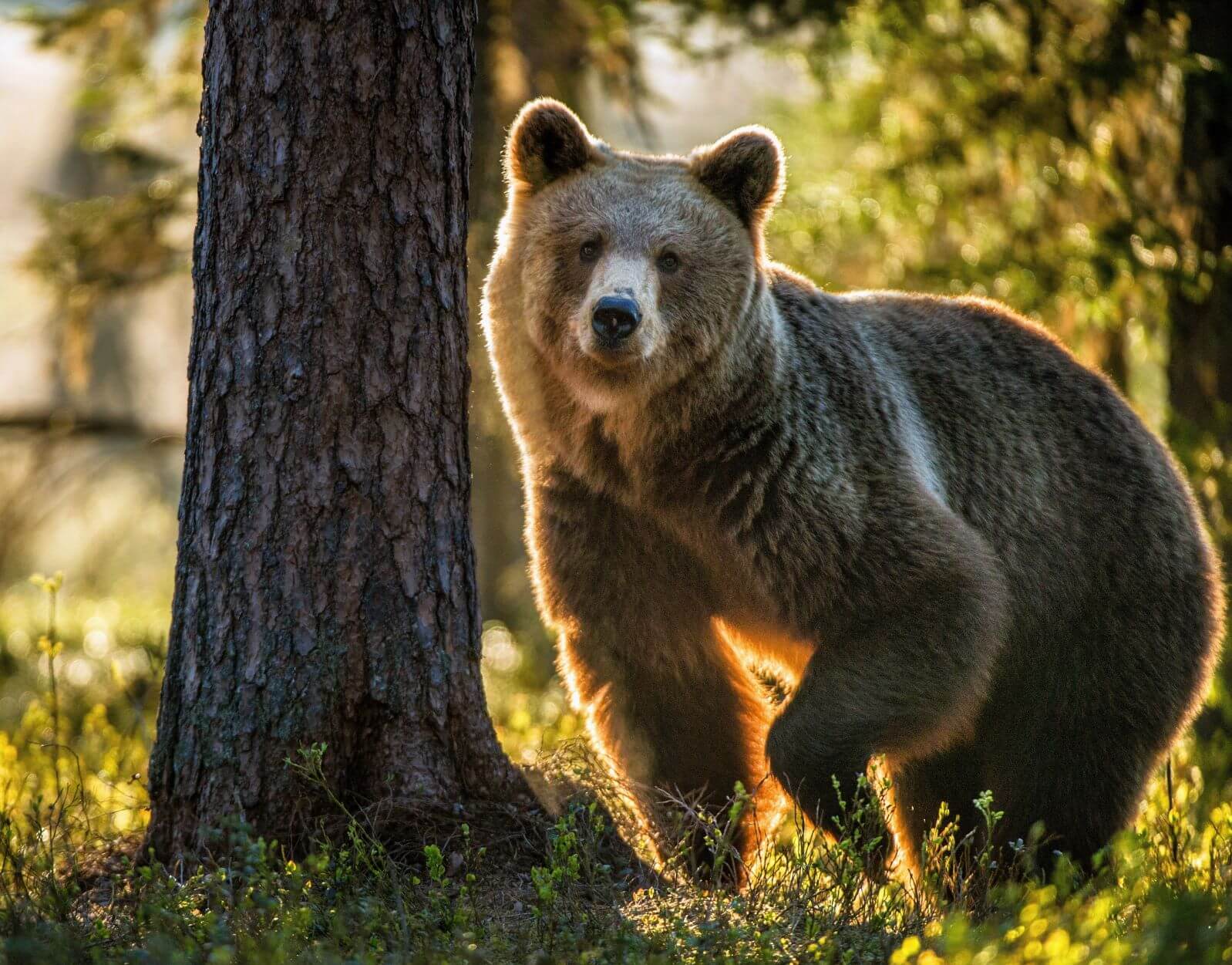 Niedźwiadek ratunek|niedźwiedź ratunek beczka
