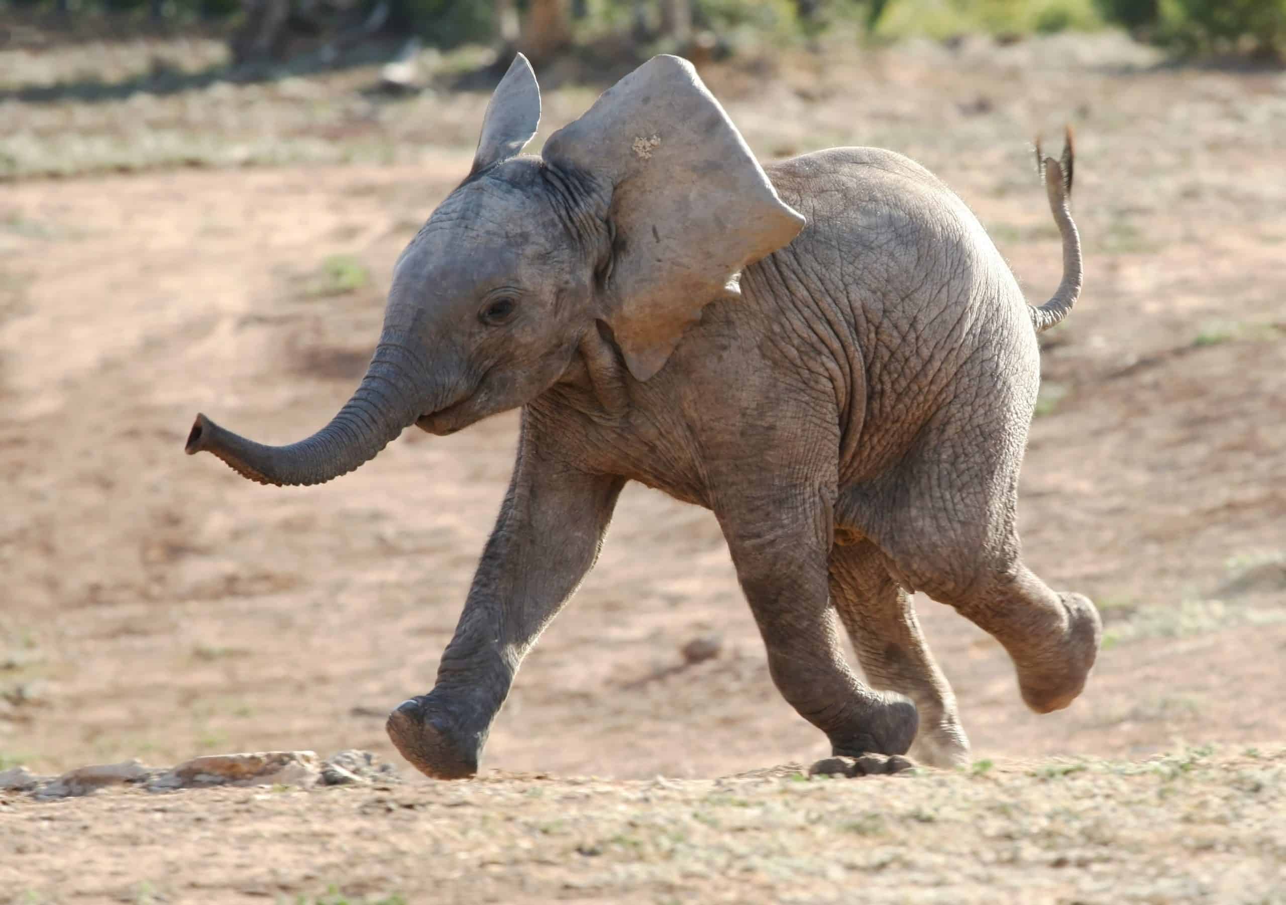 Słoniątko Baby Boom