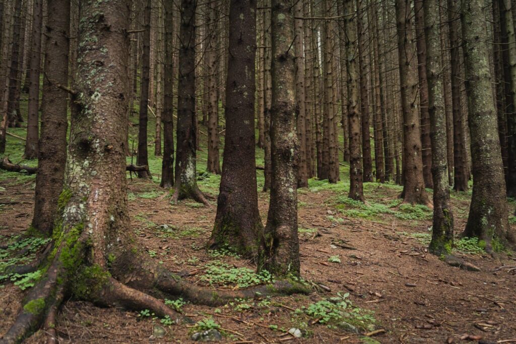 To „masaż dla mózgu”. Zapraszają na dziesiątki spacerów w polskich lasach