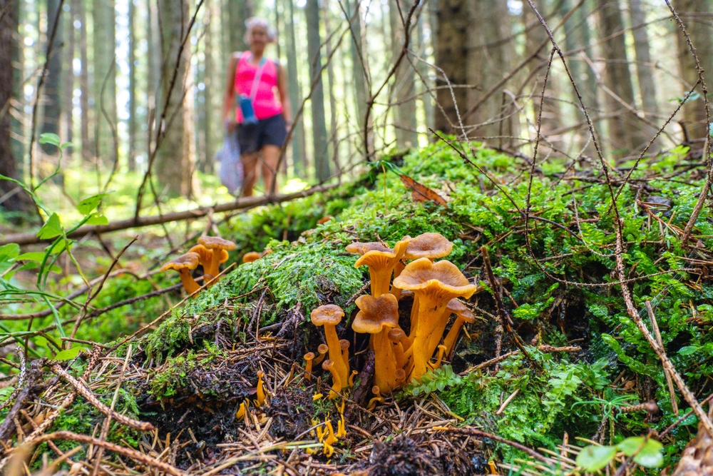 Zmiany klimatu wpływają na grzyby. Sezon na grzybobranie będzie zaburzony przez zmiany klimatu. Mniej grzybów w polskich lasach przez zmiany klimatu.