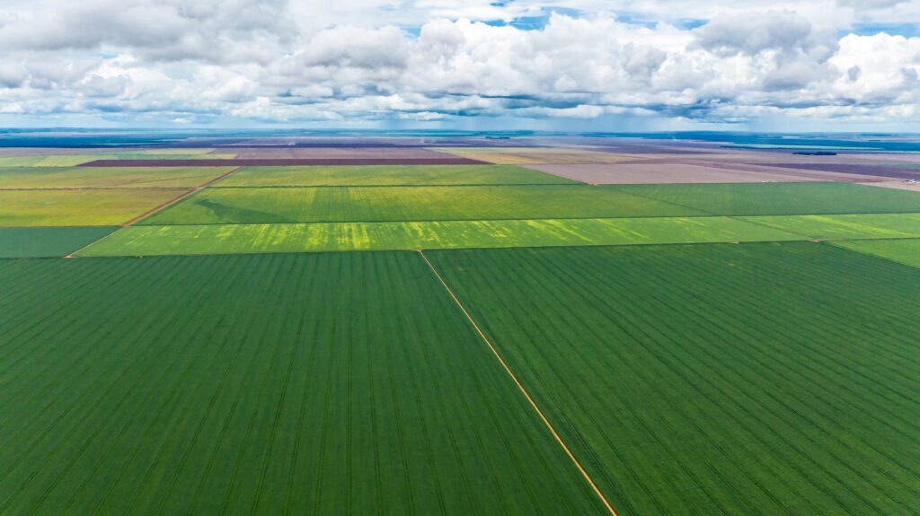 Uprawy soi w Brazylii. Fot. Shutterstock/Marcus Mesquita.