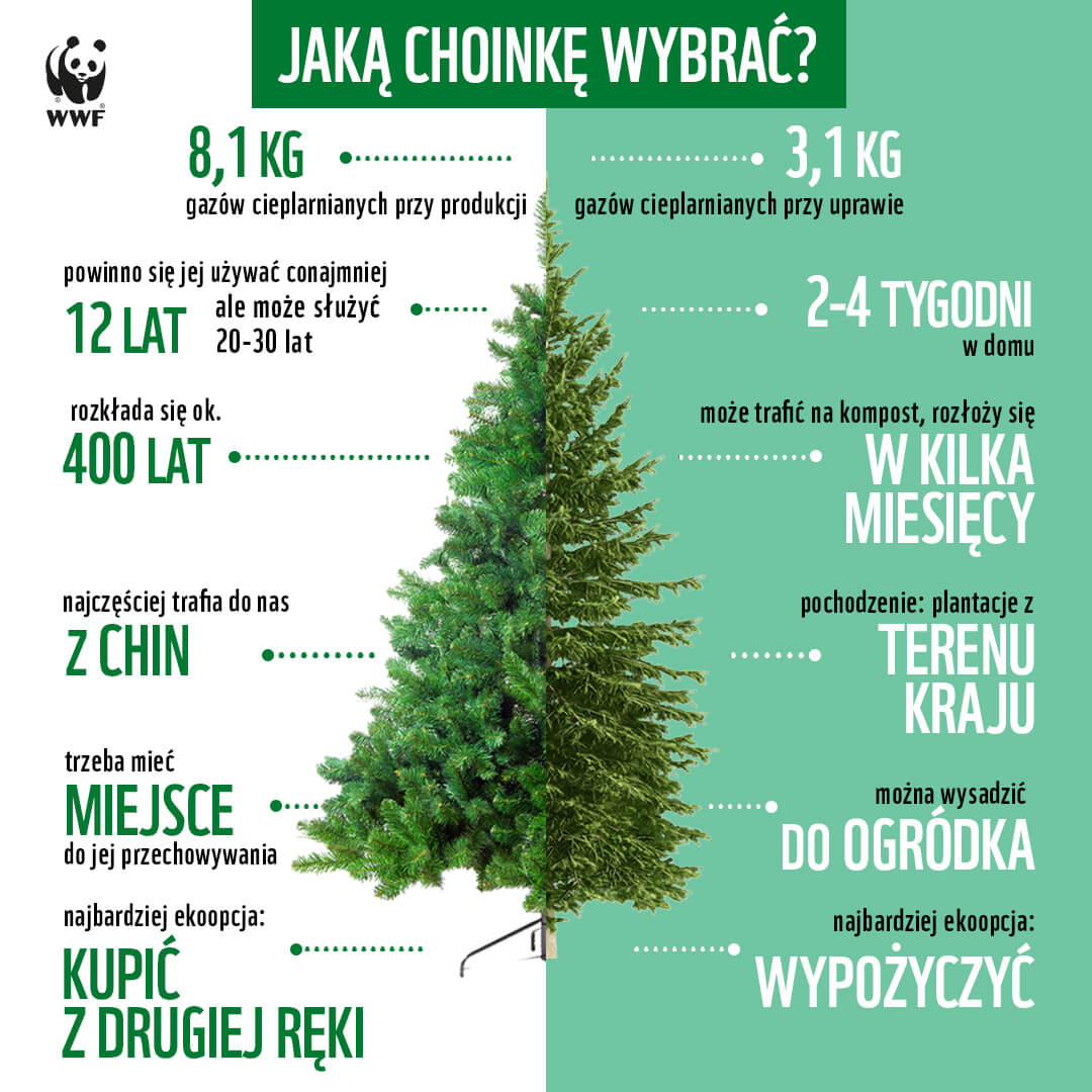 Jaką choinkę wybrać? Rozwiewamy świąteczne dylematy