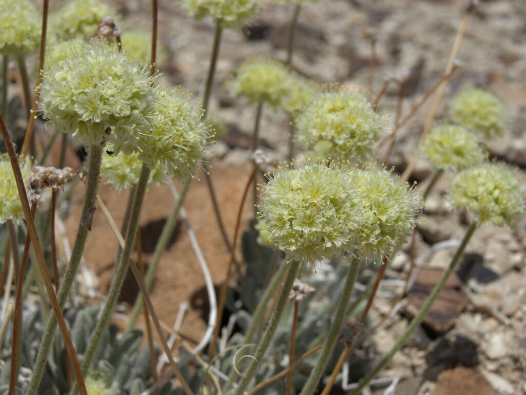 Gryka Tiehma. Fot. Jim Morefield from Nevada, USA - Tiehm buckwheat, Eriogonum tiehmii, CC BY-SA 2.0.