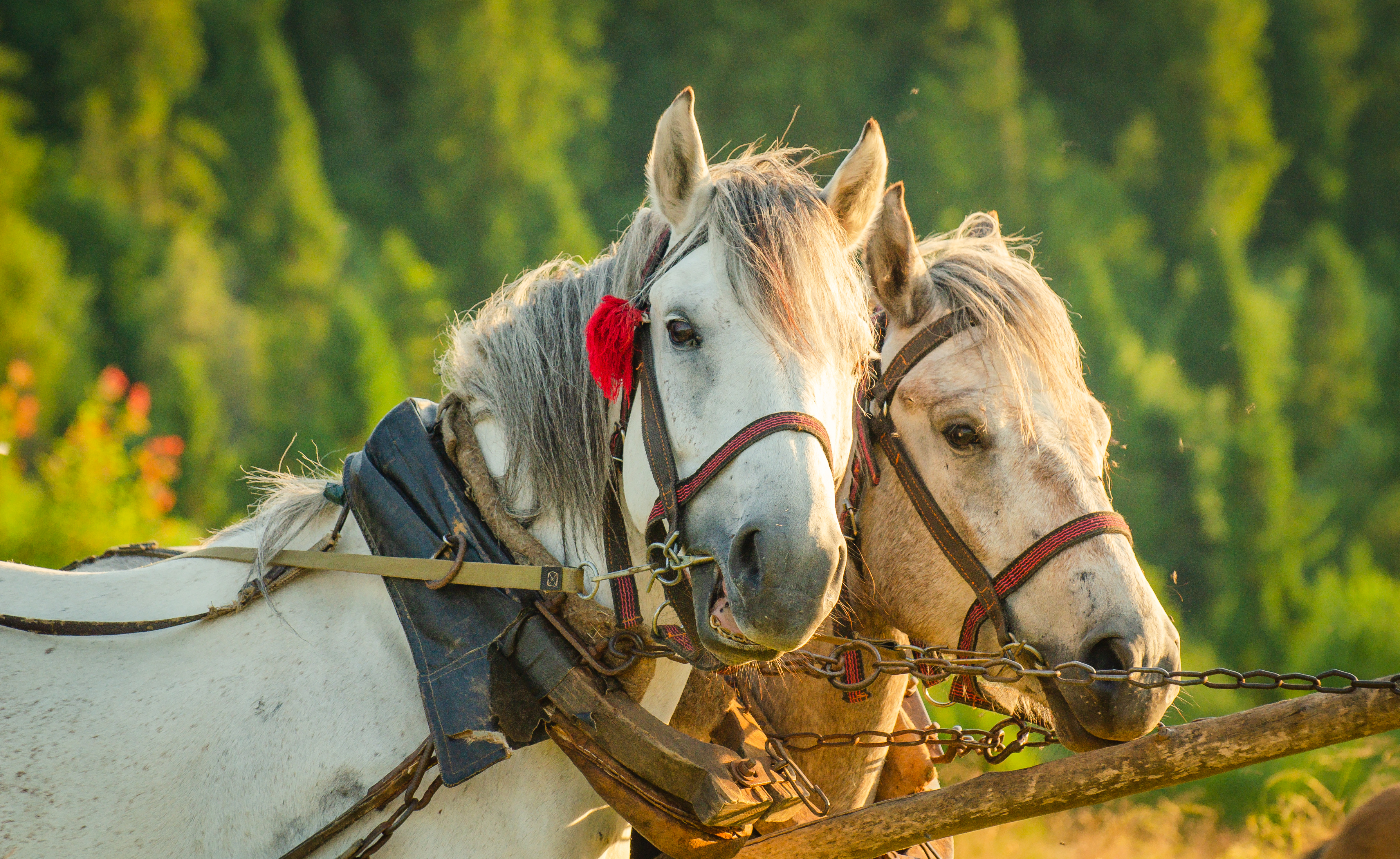 Miała być likwidacja transportu konnego do Morskiego Oka. Zamiast tego są „historyczne zmiany”