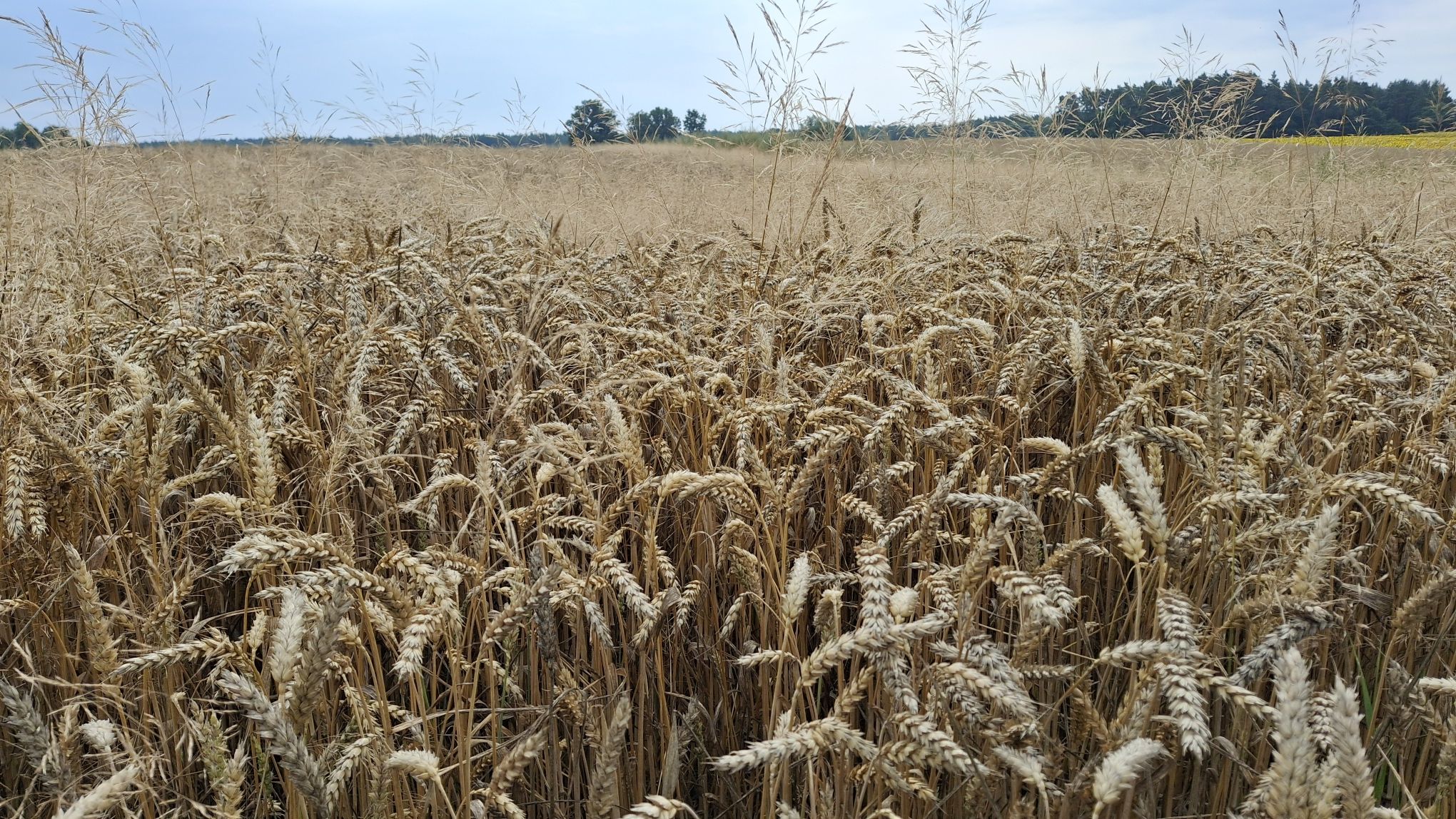Zboża w obliczu zmian klimatycznych