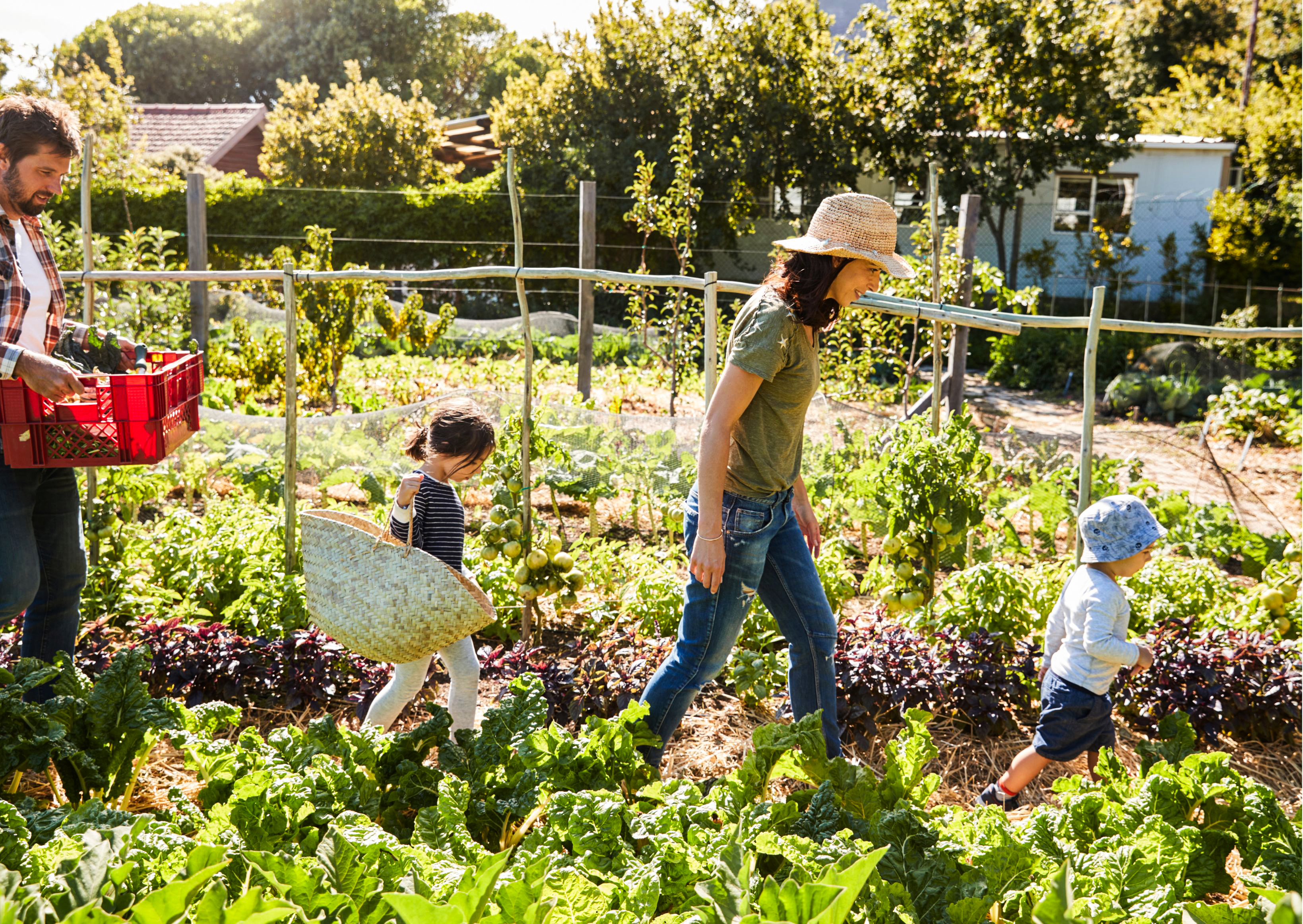 Działka jako dzieło. Antropologiczna podróż przez ROD-y