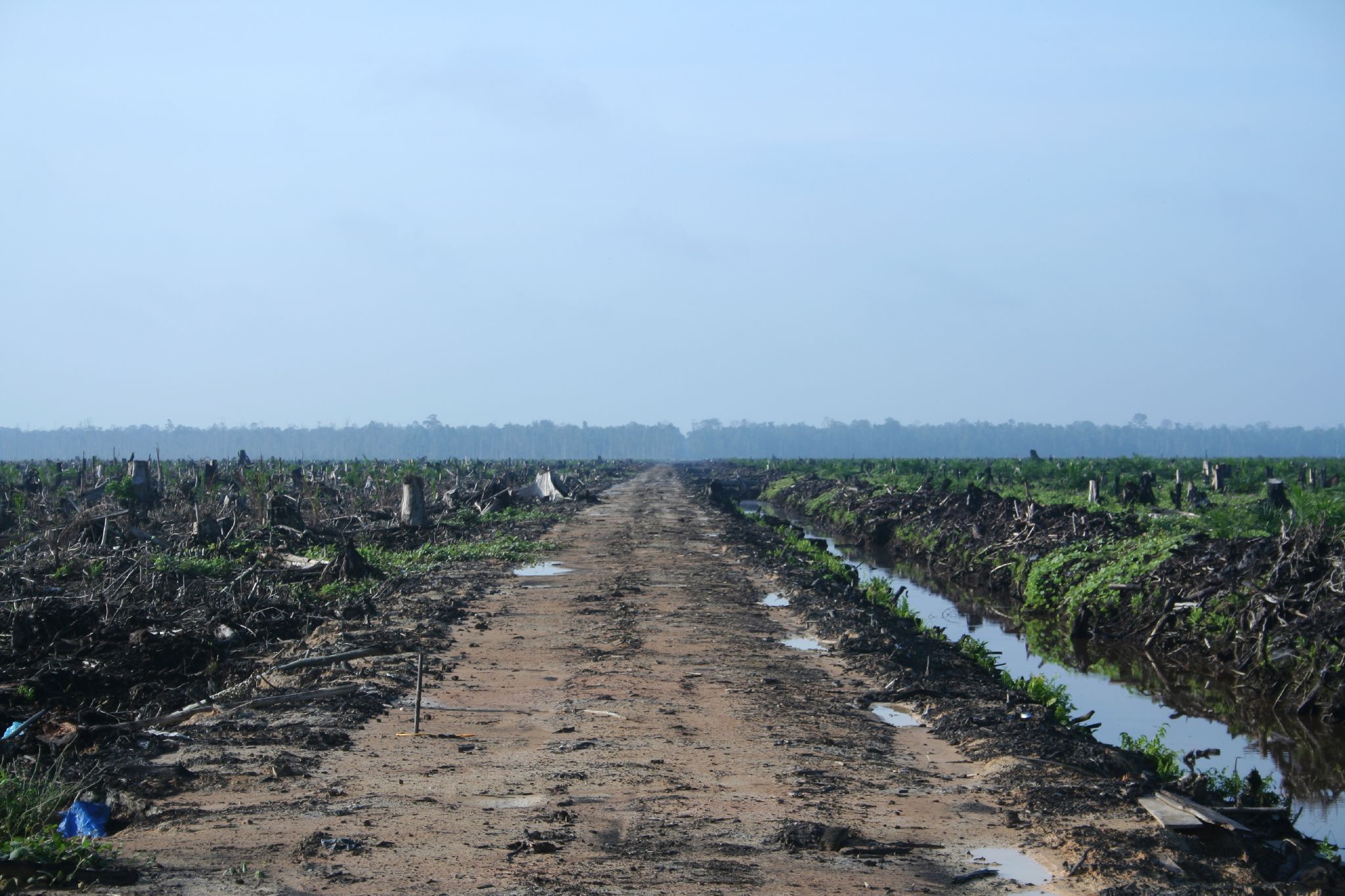 Deforestacja Indonezji pod uprawę palmy olejowej, fot. Wikipedia
