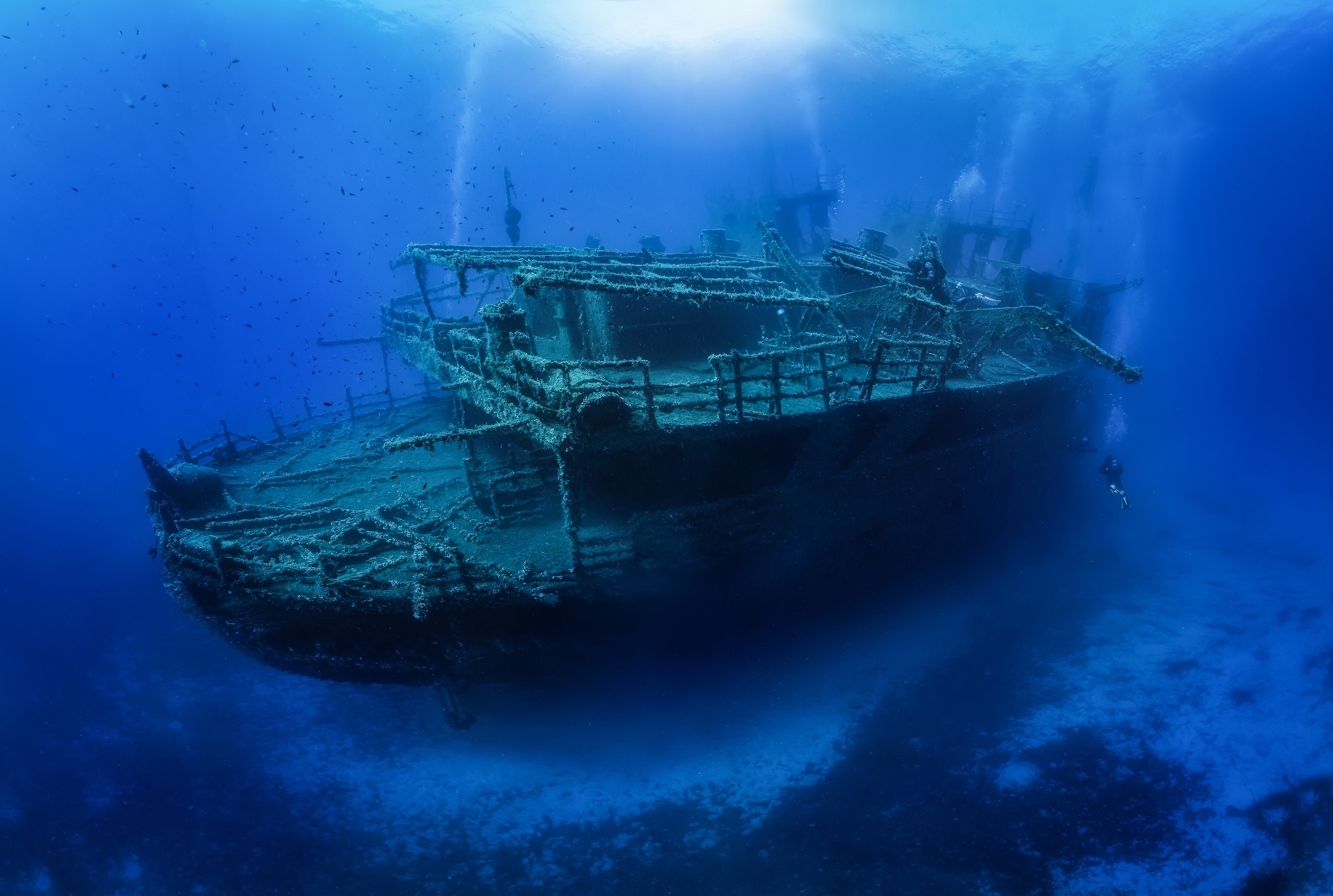 Podwodne cmentarze czy morskie metropolie? Wraki tętnią życiem