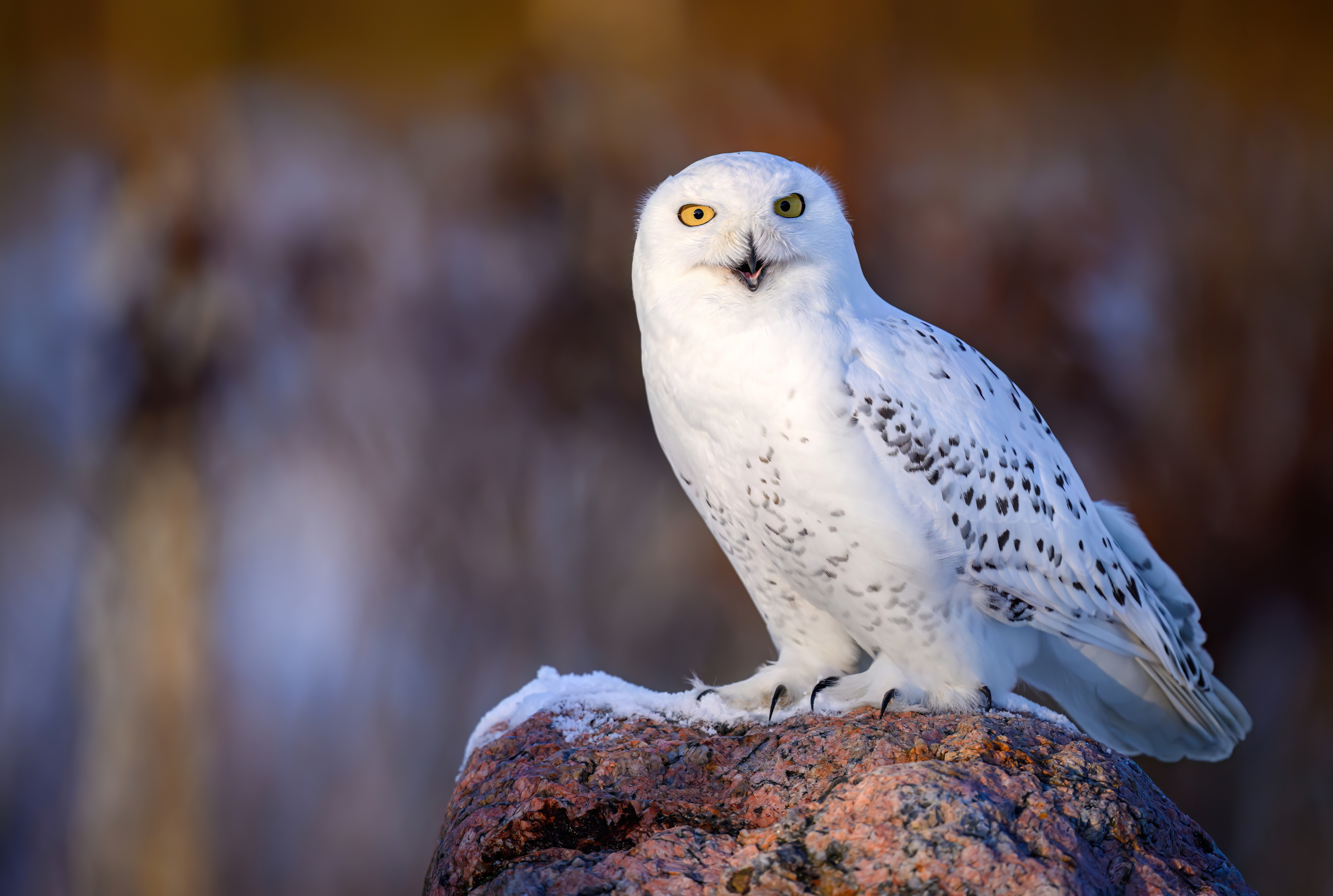 Nie pomogła ochrona ani zakaz polowań. Sowa śnieżna wyginęła