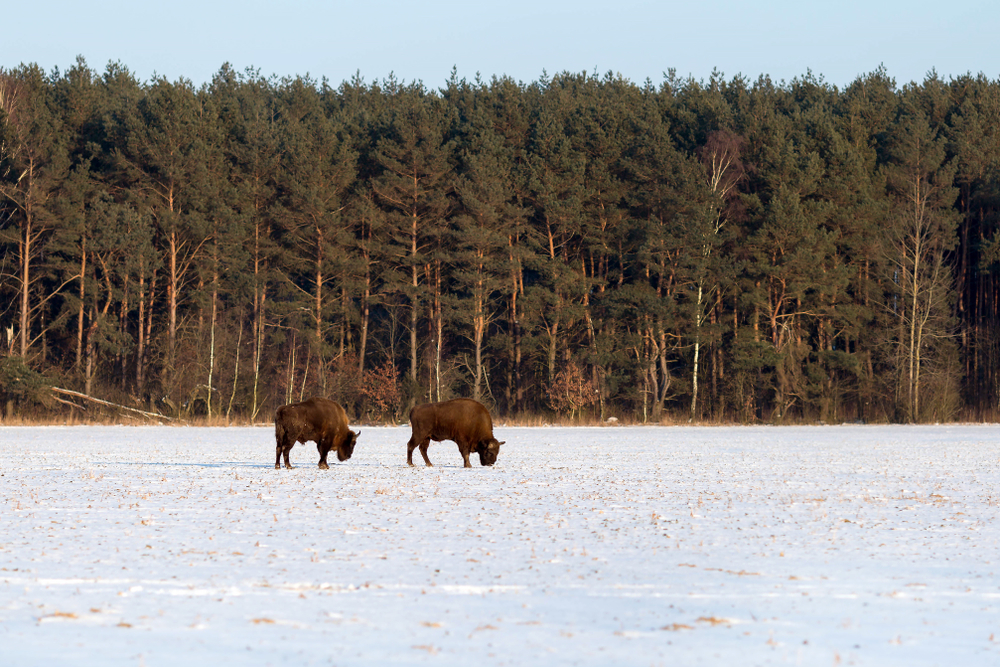 Podlaskie w smogu. Czy to koniec mitu o zielonym regionie?