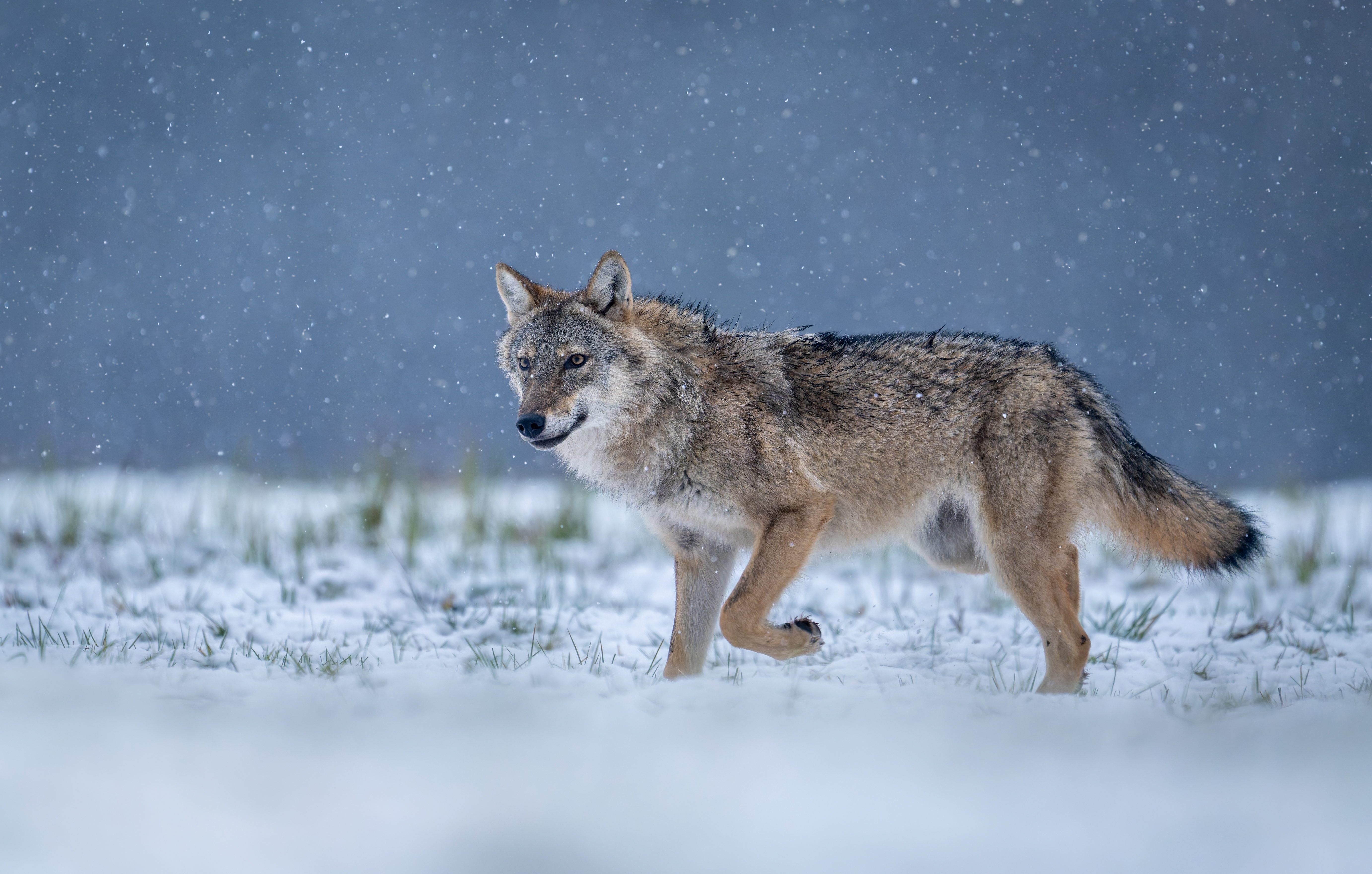 Czy mamy bać się wilków? Naukowiec: to bajki myśliwych