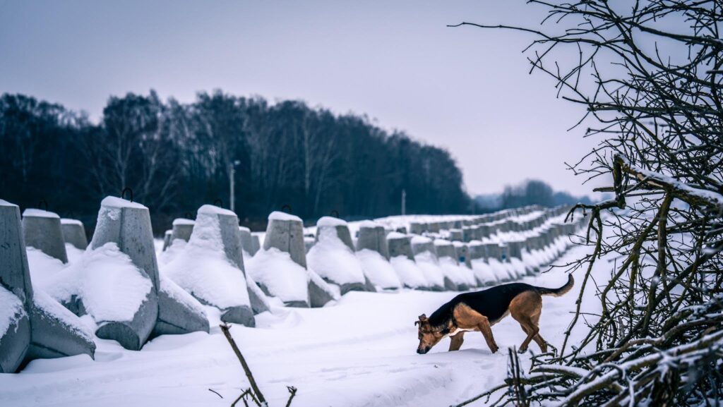 Rzecznik Wojska Polskiego dla SmogLabu: przyroda jest naszym sojusznikiem