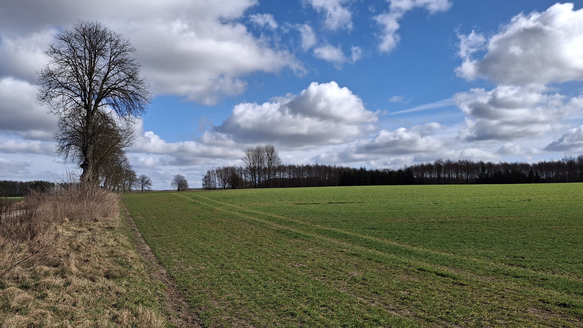 Polska po nietypowej zimie. Naukowcy mówią o ryzyku dla plonów