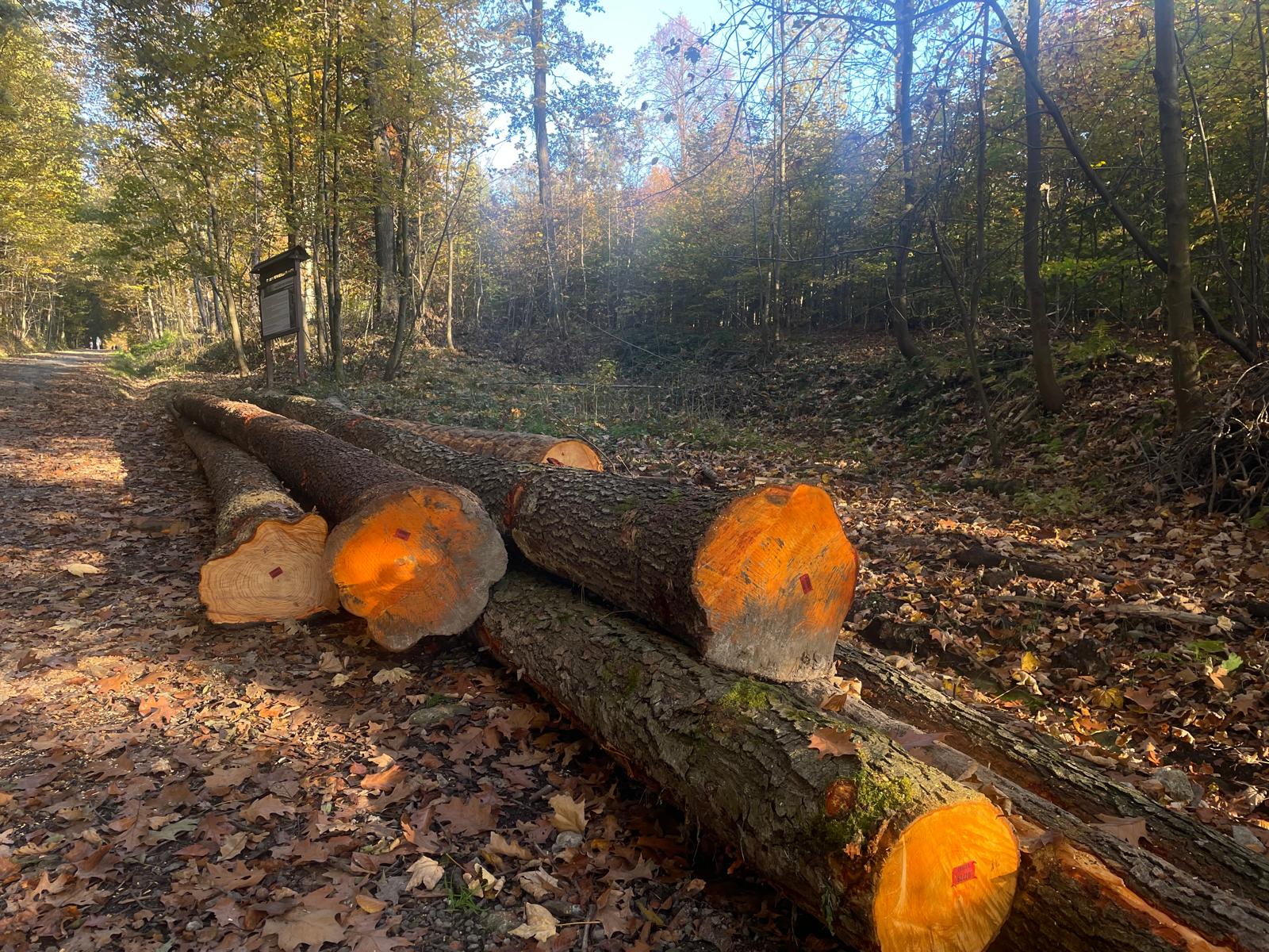 Lasy i Obywatele sprawdź czy wytną twój las mapa wycinek