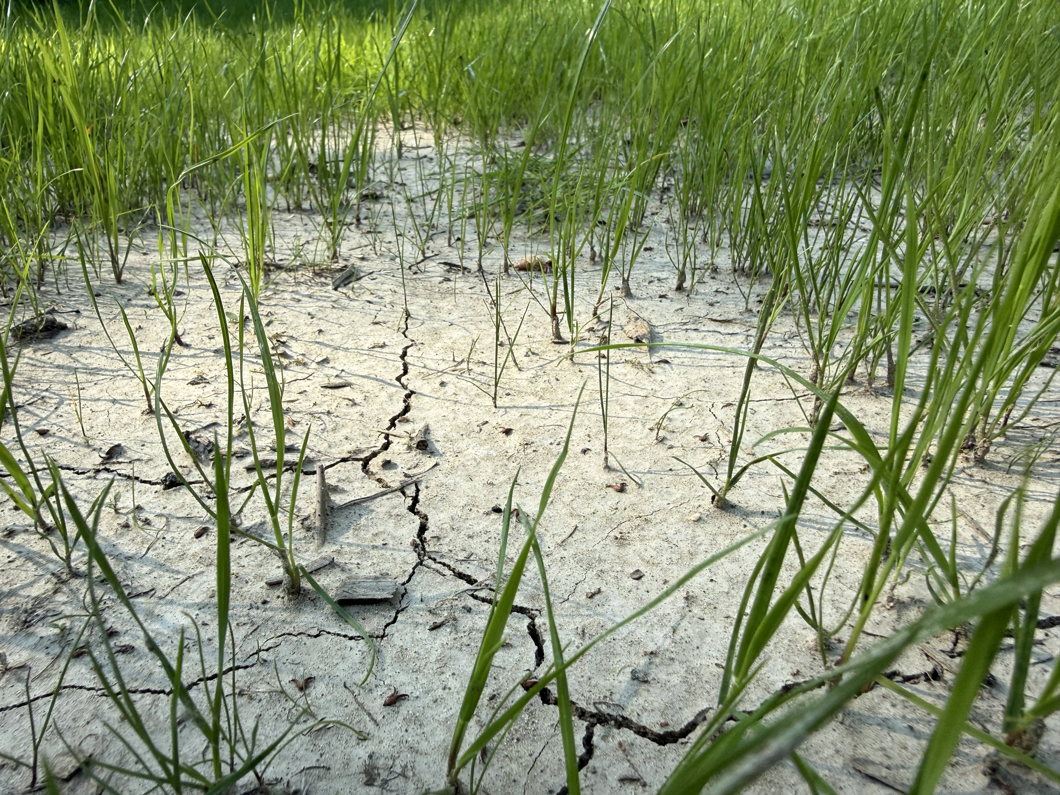 Dowody na zmianę klimatu. Demagog: nie tylko kilka dni, ale długotrwały trend